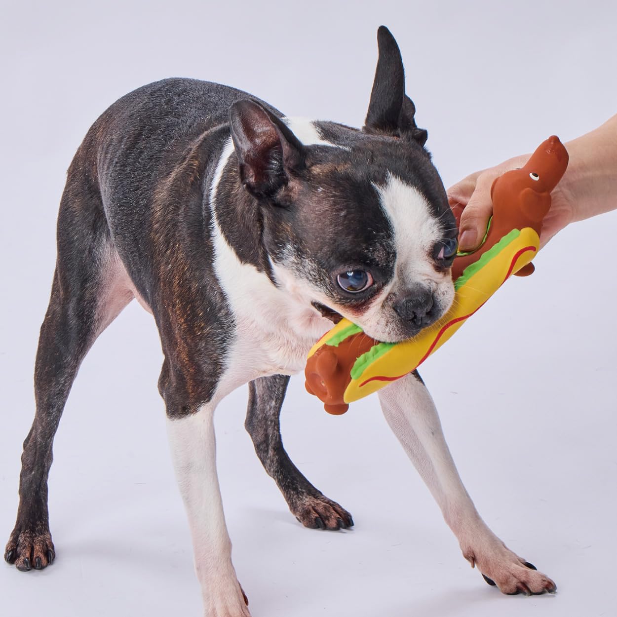 犬のおもちゃ　15個セット　コング　デンタルトイ　ペティオ　ラテックストイ　新品 Amazon | ペティオ (Petio) 犬用おもちゃ ながーいラテックスTOY